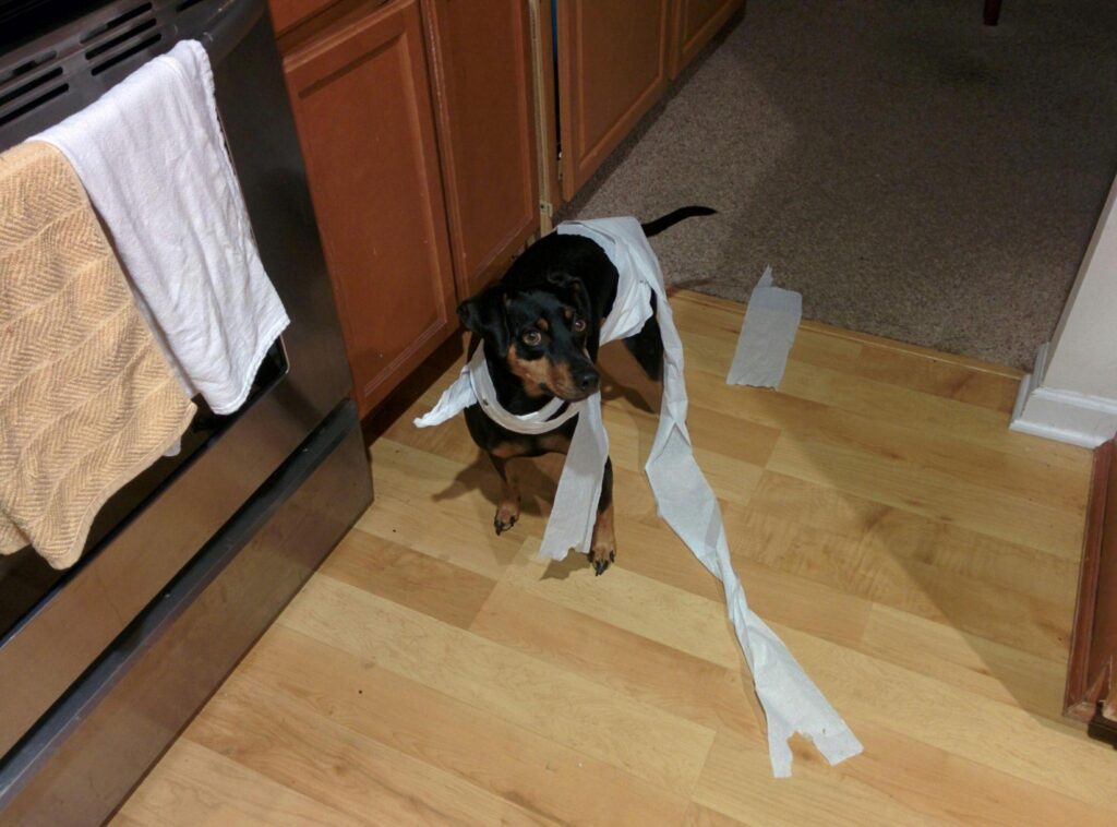 These Clever Tricks Will Keep Pets from Ruining Your Furniture