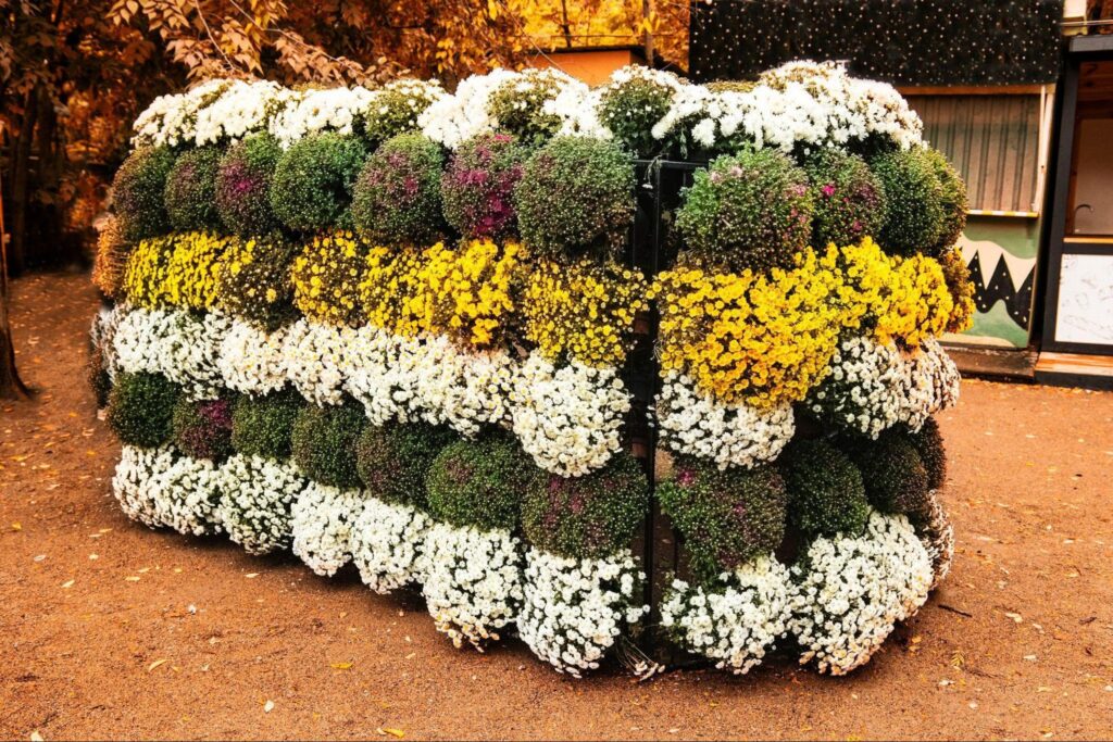 The $15 Plant That Makes Any Yard Look Luxe