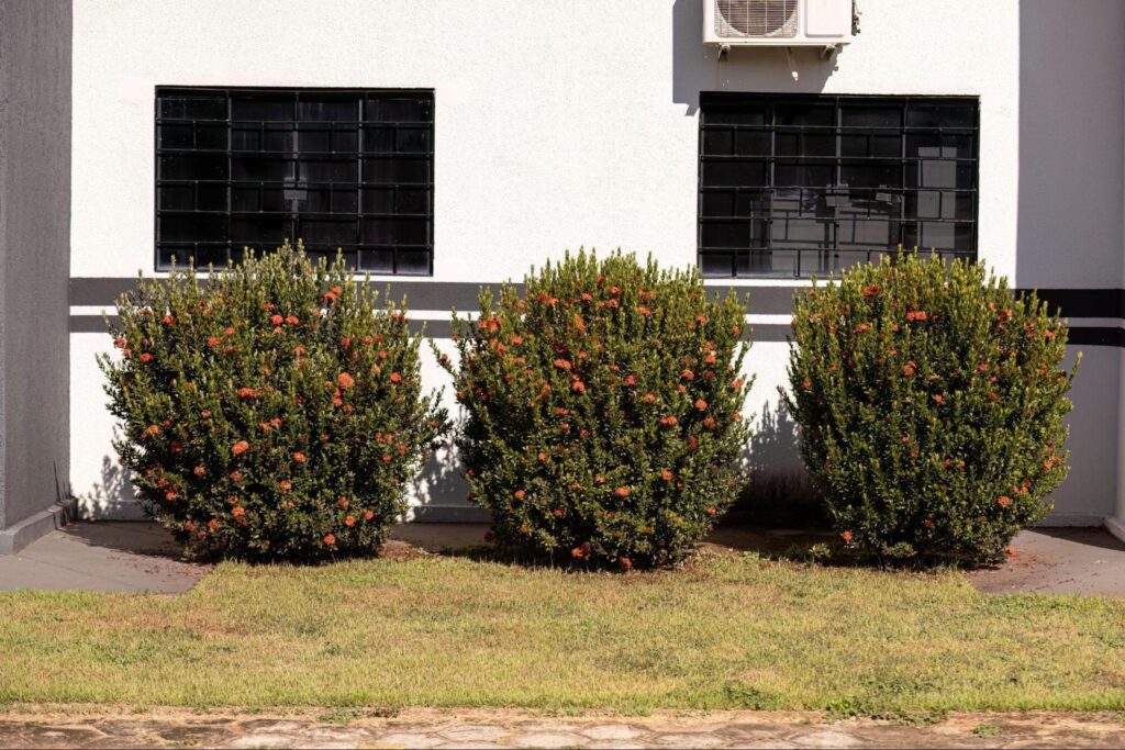 The $15 Plant That Makes Any Yard Look Luxe