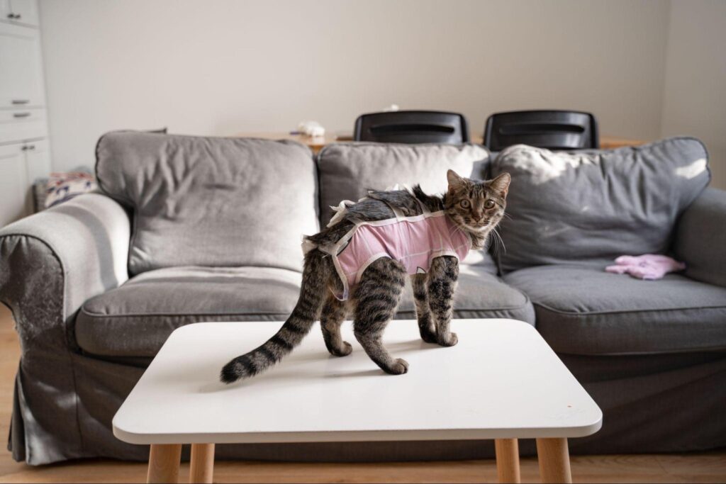 These Clever Tricks Will Keep Pets from Ruining Your Furniture