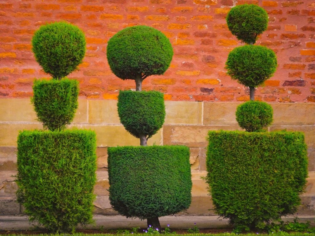 The $15 Plant That Makes Any Yard Look Luxe