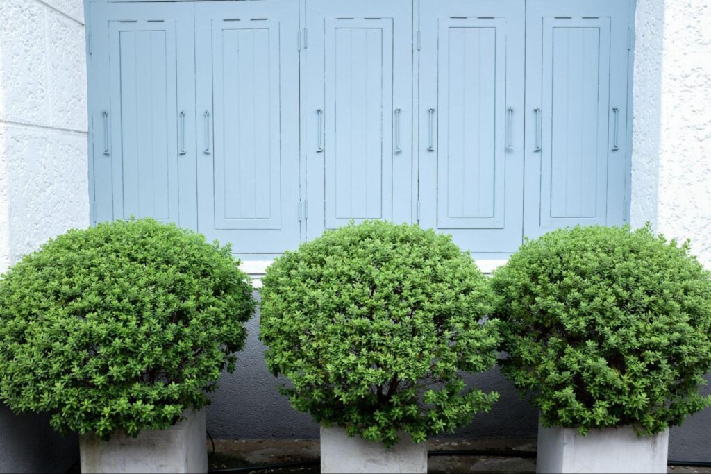 The $15 Plant That Makes Any Yard Look Luxe