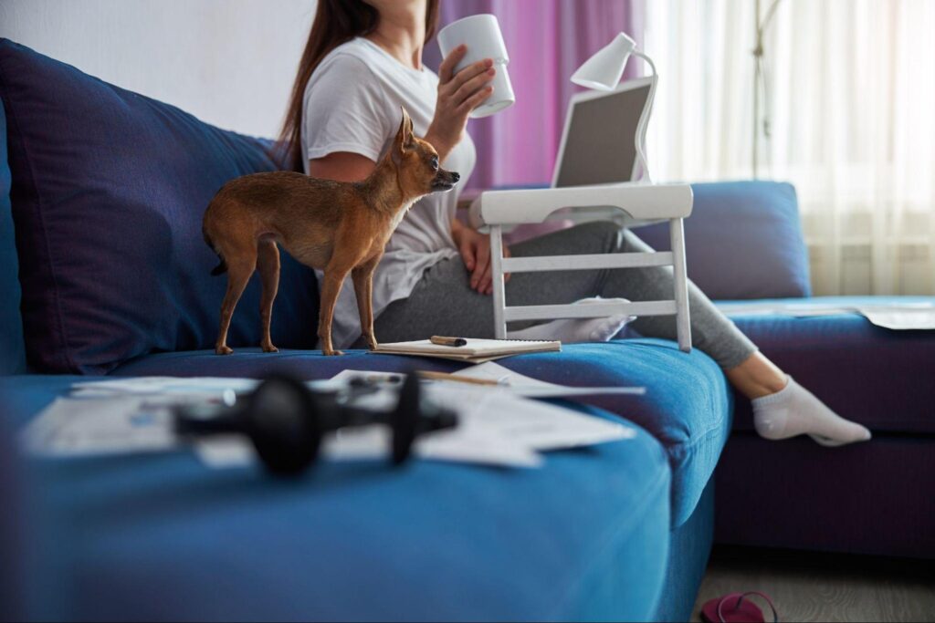 These Clever Tricks Will Keep Pets from Ruining Your Furniture