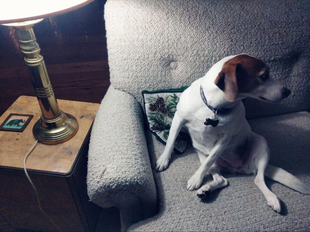 These Clever Tricks Will Keep Pets from Ruining Your Furniture
