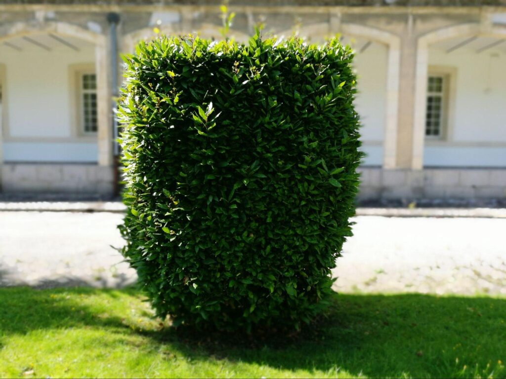 The $15 Plant That Makes Any Yard Look Luxe