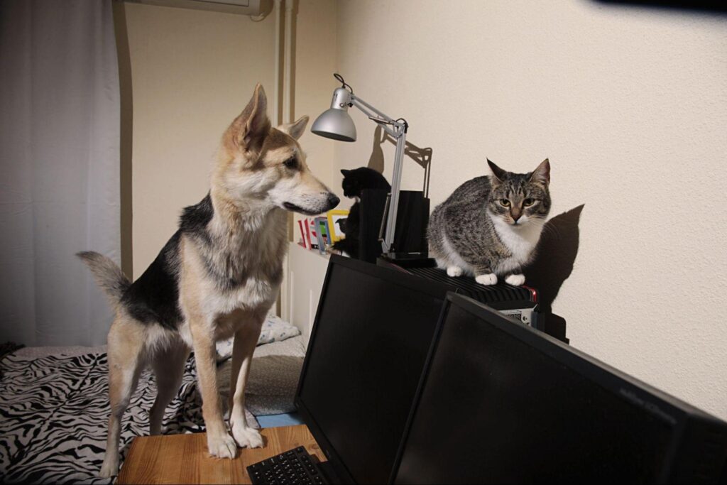 These Clever Tricks Will Keep Pets from Ruining Your Furniture